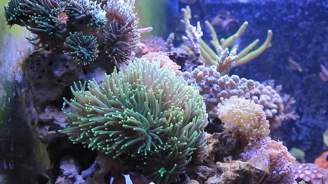 Real nemo in Coral Reef Aquarium Tank (Amphiprion Ocellaris)