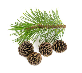 pine tree cones isolated on white background