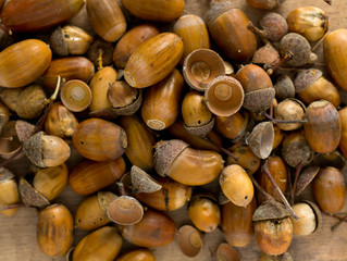 acorns