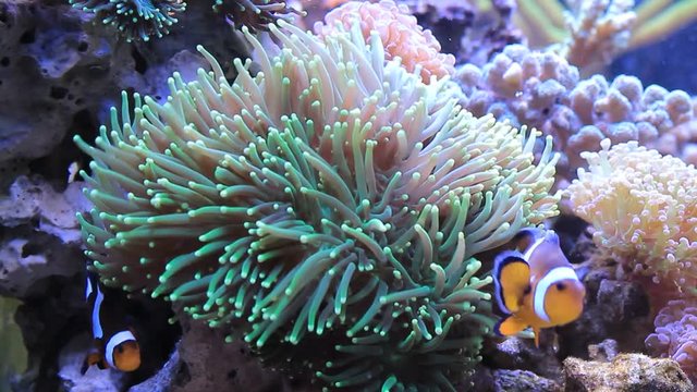 Real nemo in Coral Reef Aquarium Tank (Amphiprion Ocellaris)