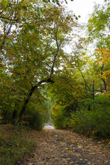 Colorful autumn morning in the mountain forest