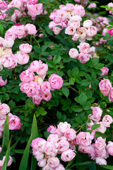 beautiful pink roses