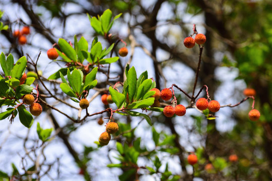 Erdbeerbaum auf Mallorca