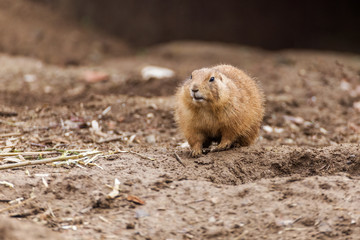 Black-tailed prairie dog, Cynomys ludovicianus