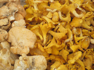 funghi gialli finferli,
