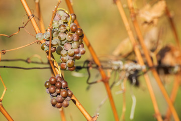 White wine grapes