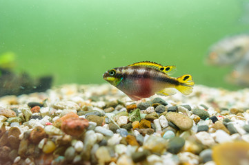 Kribensis Cichlid