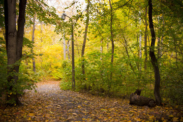 Naklejka premium Colorful autumn morning in the mountain forest