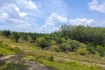 Fototapeta na wymiar the palm oil plantation view with blue cloudy sky as background