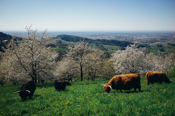 Schottische Highland Cows / Hochland Rinder