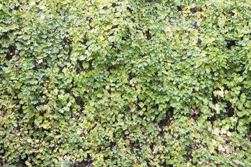 Wild grape in the park on autumn