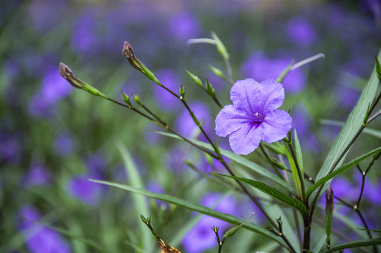 The blossoming ruellia brittoniana flowers closeup
