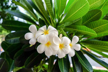 Plumeria White The bloom on a frangipani tree.
