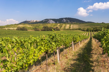 Fototapeta na wymiar Autumnal view of vineyard, Palava, Czech Republic