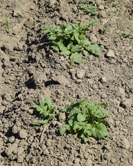 The bed young shoots of potatoes. Growing potatoes in the garden. Potato bed in the garden