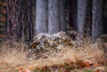 Eurasian Eagle Owl (Bubo Bubo) preparing for the flight in the forest, wildlife photo.