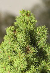 Fresh green conic fir branches, background of Christmas tree bra