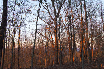 Sunset glow on mountainside trees