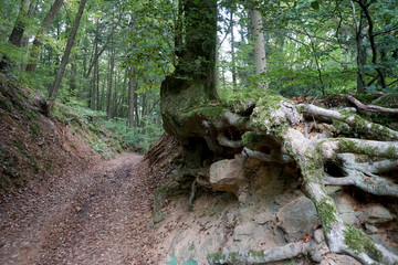 Waldweg