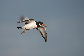 Eurasian Oystercatcher, Oystercatcher, Birds
