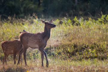 Young Elk at Attention