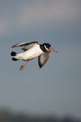 Eurasian Oystercatcher, Oystercatcher, Birds