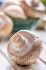 Mushroom. Champions  mushrooms in different positions with herb decoration.