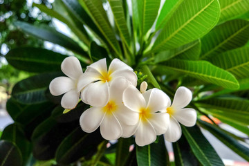 White Plumeria flower is beautiful and refreshing
