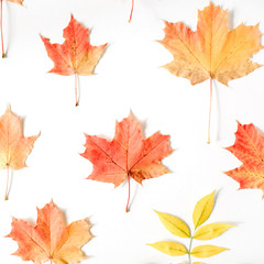 red autumn maple leaf pattern on white background. flat lay, top view. autumn wallpaper