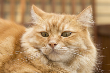 portrait of a Siberian cat