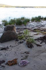 Beach, rocks, pier, wildlife, grass, sand, beach, sea, water, jellyfish, day