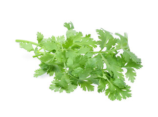 Coriander isolated on white