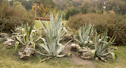 Garden wall with two large agave plants