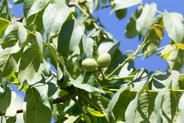Walnuts on the tree in nature