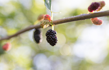 mulberry berry on the tree in nature