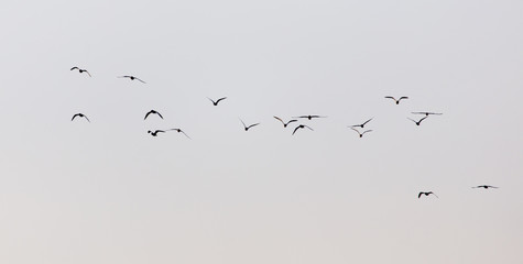 a flock of seagulls in the sky at sunset