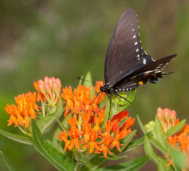 Green Swallowtail butterfly feeeding on a bright orange Butterfly weed