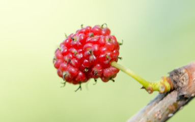 mulberry berry on the tree in nature
