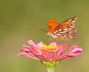 Gulf Fritillary butterfly feeding on pink Zinnia against light green summer background