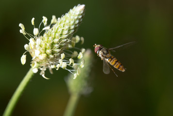 fly in flight in nature. macro