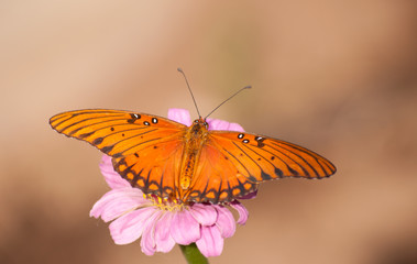 Orange and black Gulf Fritillary butterfly feeding on a pink Zinnia flower against muted fall background