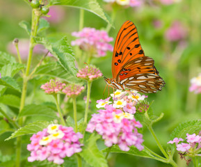Gulf Fritillary butterfly feeding on coloful Lantana flowers in summer garden