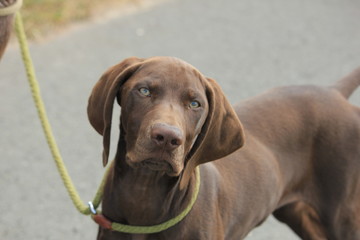 German Shorthaired Pointer