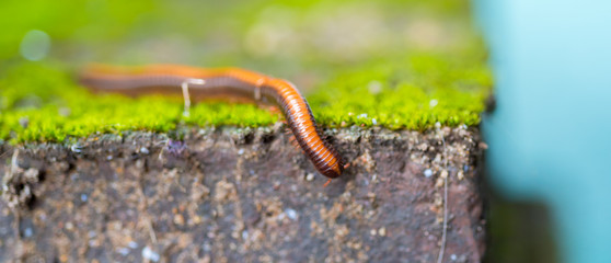 The Milliped climbing on redbrick with green moss