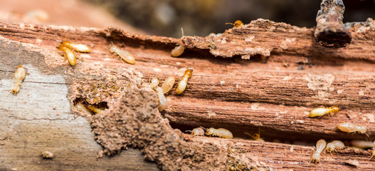 the  grunge wood board was eating by group of termites