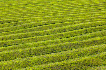 Pattern of tea plantation on Azores islands, Portugal