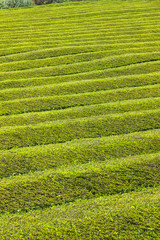 Pattern of tea plantation on Sao Miguel island, Azores, Portugal
