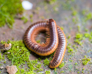 The Milliped climbing on redbrick with green moss