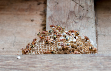 Group of wasp covering on their nest to protecting from outside