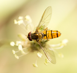 bee in nature. macro